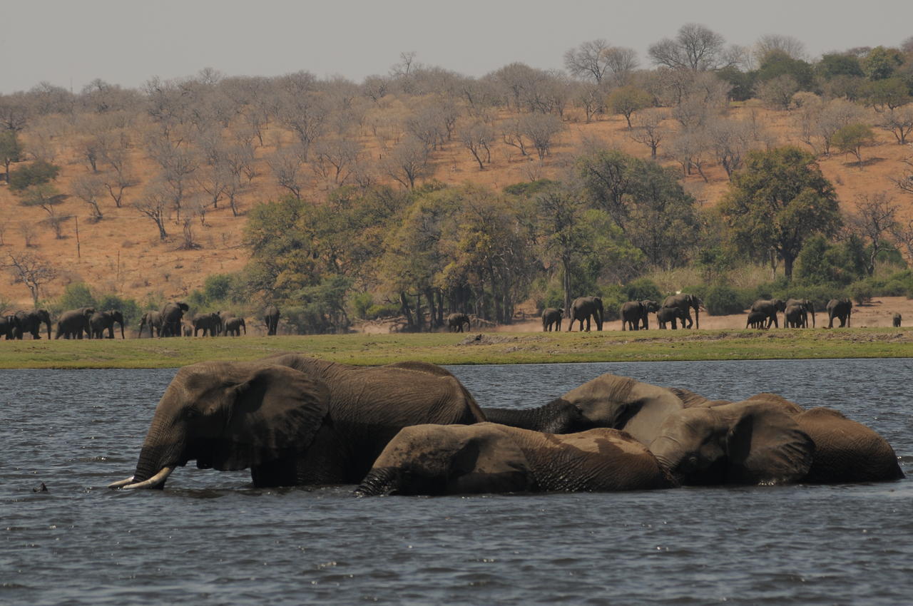 Ngoma Safari Lodge Kavimba Exteriér fotografie
