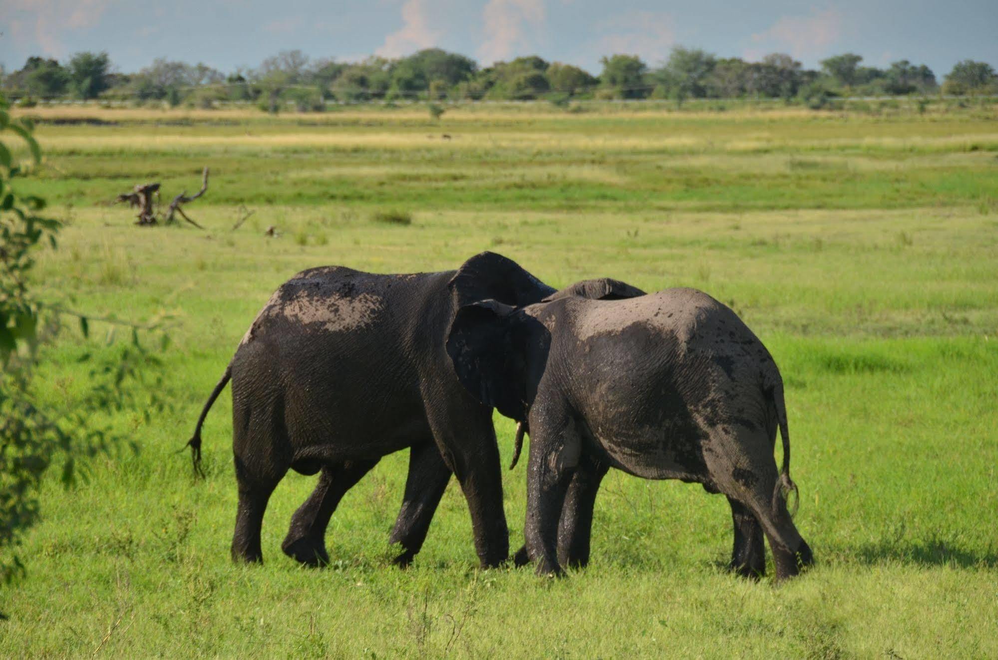 Ngoma Safari Lodge Kavimba Exteriér fotografie
