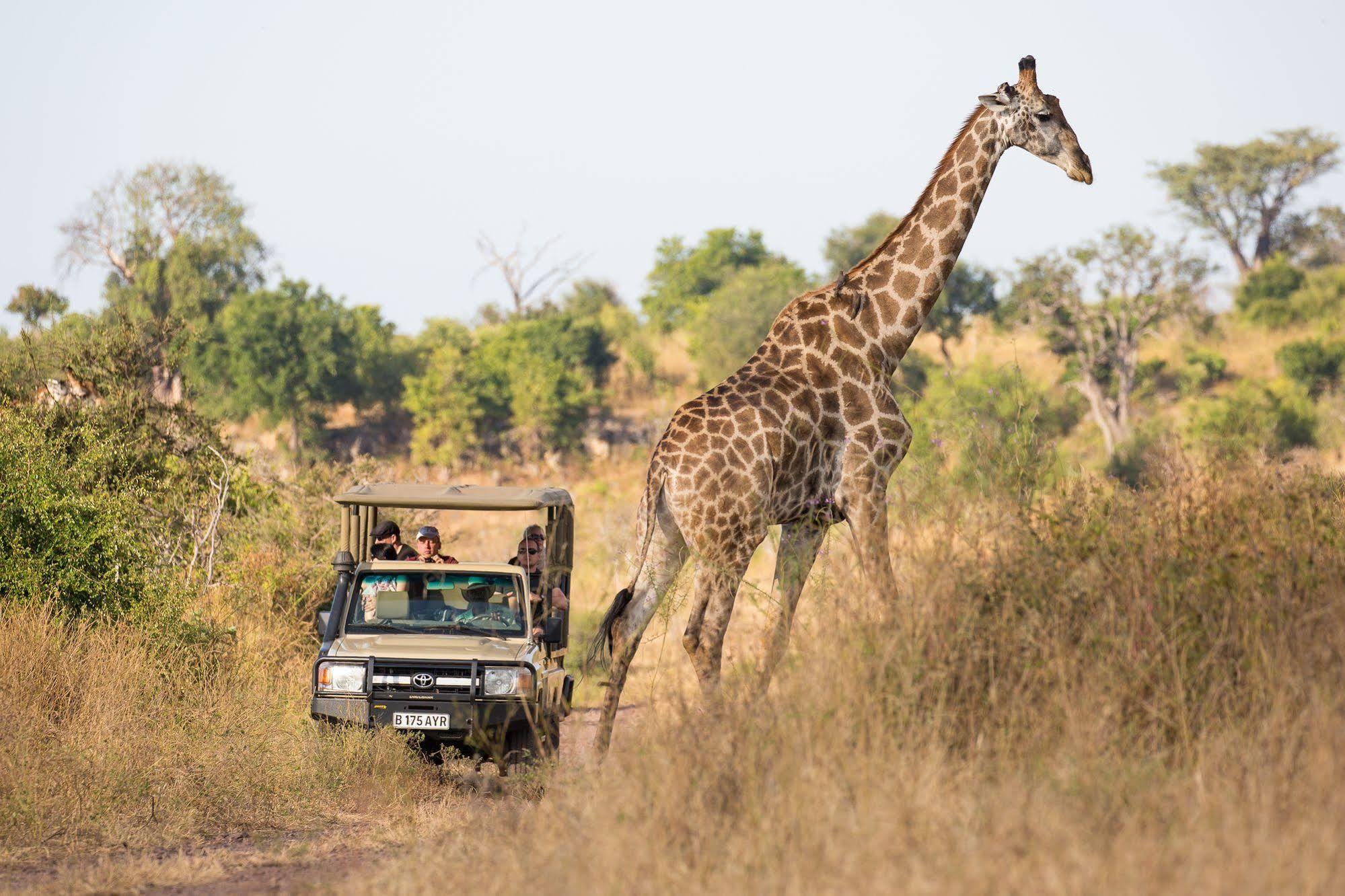 Ngoma Safari Lodge Kavimba Exteriér fotografie